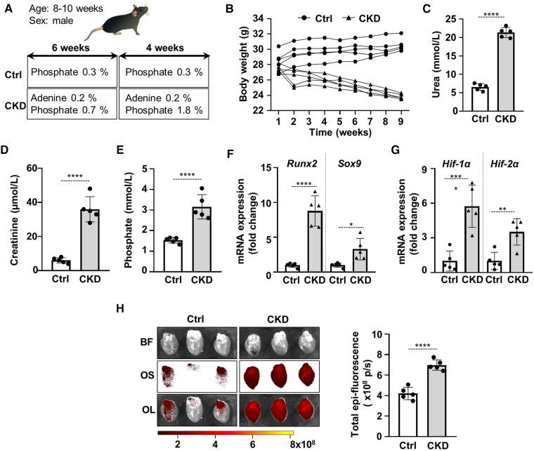 https://cdn.ncbi.nlm.nih.gov/pmc/blobs/4169/10272757/afd7b18d456b/fcvm-10-1168339-g001.jpg