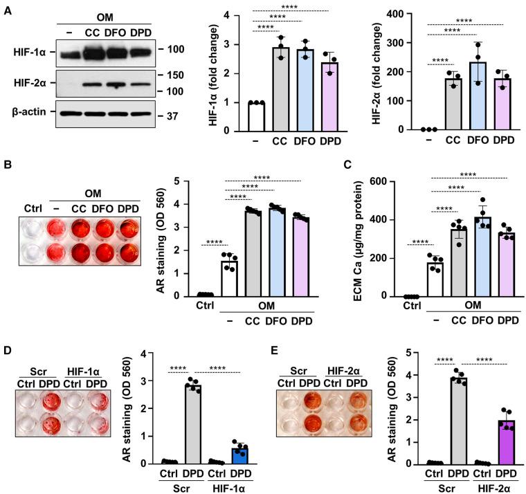 https://cdn.ncbi.nlm.nih.gov/pmc/blobs/4169/10272757/b2a3b911e9a0/fcvm-10-1168339-g007.jpg