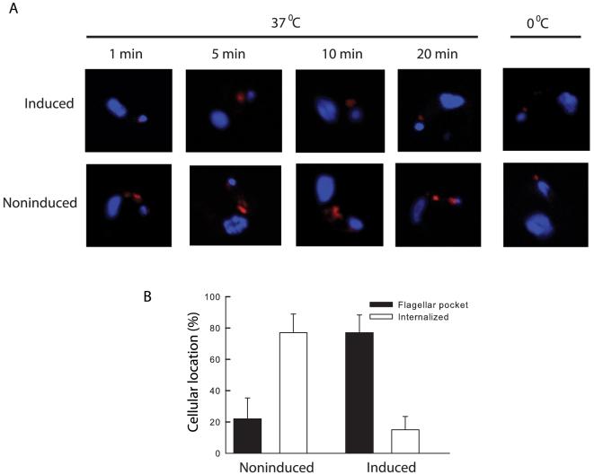 https://cdn.ncbi.nlm.nih.gov/pmc/blobs/416c/2924389/af58eefa4bb8/pone.0012282.g007.jpg
