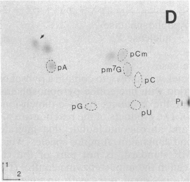 https://cdn.ncbi.nlm.nih.gov/pmc/blobs/4171/299507/139fbcbfe75e/pnas00338-0027-d.jpg