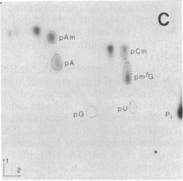 https://cdn.ncbi.nlm.nih.gov/pmc/blobs/4171/299507/6d053fa2a8db/pnas00338-0027-b.jpg
