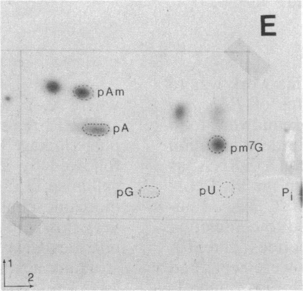 https://cdn.ncbi.nlm.nih.gov/pmc/blobs/4171/299507/ce606b50137c/pnas00338-0027-e.jpg