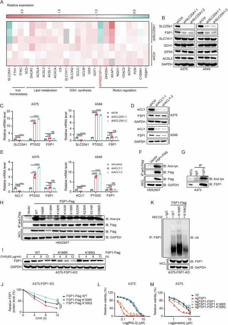 https://cdn.ncbi.nlm.nih.gov/pmc/blobs/4174/11914110/2c6086017d91/44318_2025_369_Fig3_HTML.jpg
