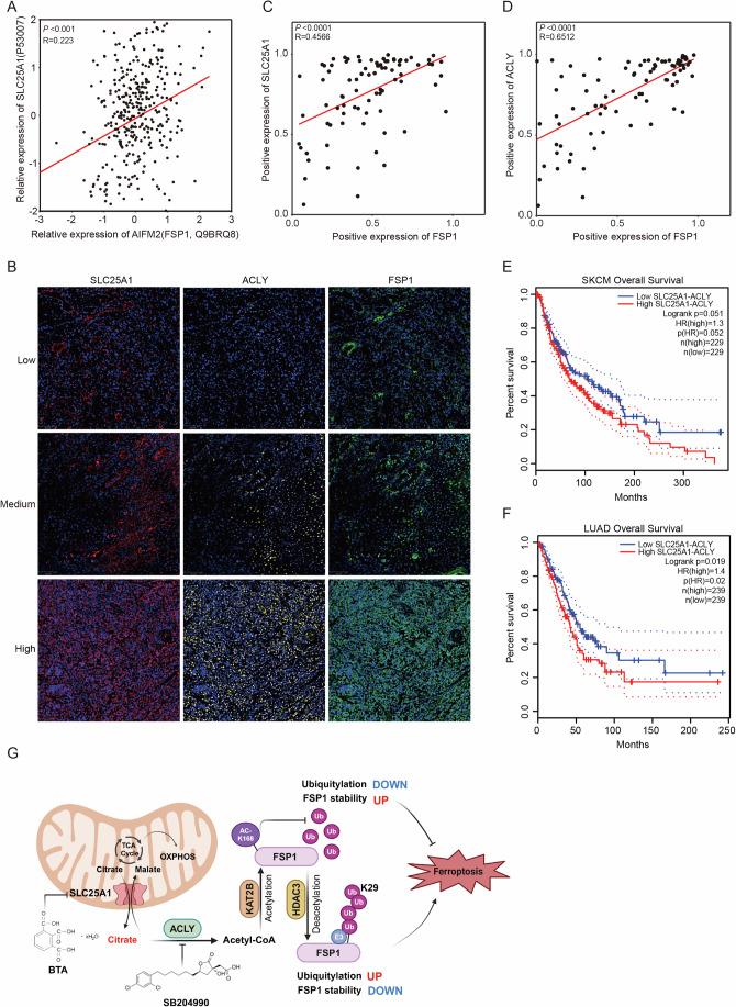 https://cdn.ncbi.nlm.nih.gov/pmc/blobs/4174/11914110/6ae4be1e9c87/44318_2025_369_Fig7_HTML.jpg