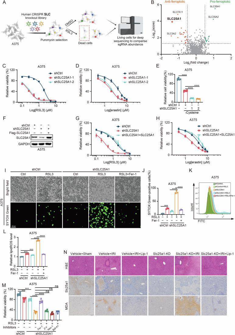 https://cdn.ncbi.nlm.nih.gov/pmc/blobs/4174/11914110/e1f051d9bd8b/44318_2025_369_Fig1_HTML.jpg