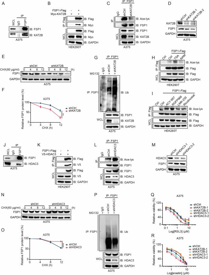 https://cdn.ncbi.nlm.nih.gov/pmc/blobs/4174/11914110/fd836316f368/44318_2025_369_Fig4_HTML.jpg