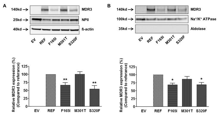 https://cdn.ncbi.nlm.nih.gov/pmc/blobs/4174/3874440/f36d81cfcc96/kjpp-17-525-g002.jpg