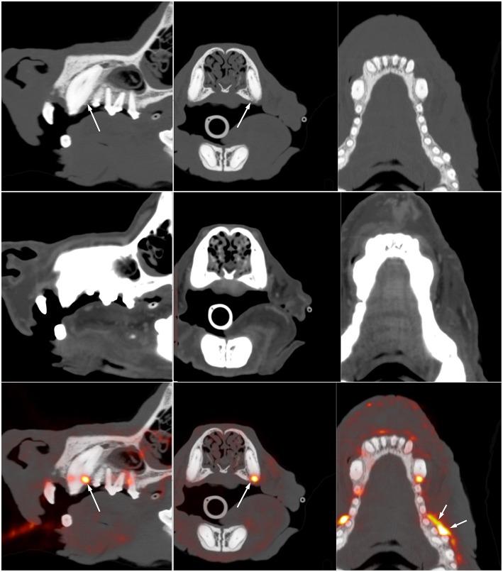 https://cdn.ncbi.nlm.nih.gov/pmc/blobs/4176/6579945/8614b4fda12d/fvets-06-00180-g0002.jpg