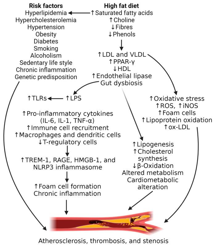 https://cdn.ncbi.nlm.nih.gov/pmc/blobs/417b/11722563/bdb67cbef8e9/nutrients-17-00127-g001.jpg