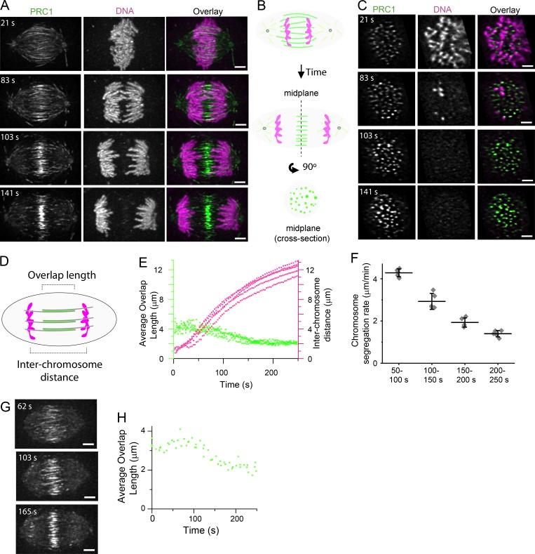 https://cdn.ncbi.nlm.nih.gov/pmc/blobs/4186/6683753/848552759a3a/JCB_201904169_Fig1.jpg