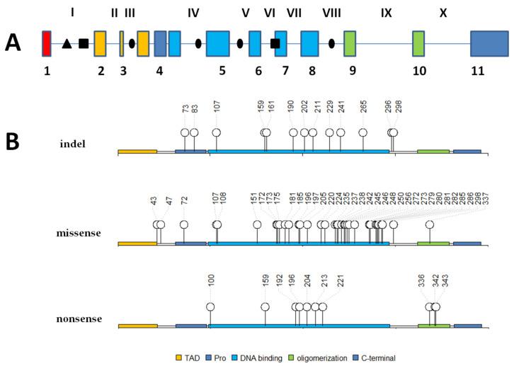 https://cdn.ncbi.nlm.nih.gov/pmc/blobs/4186/7463657/54059690659e/cancers-12-02130-g001.jpg