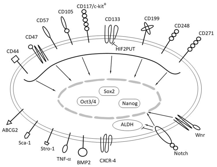 https://cdn.ncbi.nlm.nih.gov/pmc/blobs/4186/7463657/7989a05d6cd8/cancers-12-02130-g003.jpg