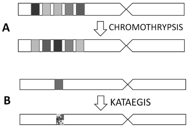 https://cdn.ncbi.nlm.nih.gov/pmc/blobs/4186/7463657/d1160feffad7/cancers-12-02130-g002.jpg