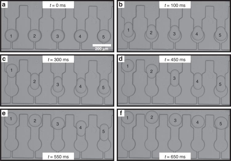 https://cdn.ncbi.nlm.nih.gov/pmc/blobs/4186/8481565/664ca55a75a2/41378_2021_303_Fig4_HTML.jpg