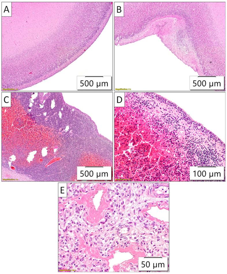 https://cdn.ncbi.nlm.nih.gov/pmc/blobs/418a/11762540/681eef3a6d21/biomedicines-13-00196-g005.jpg