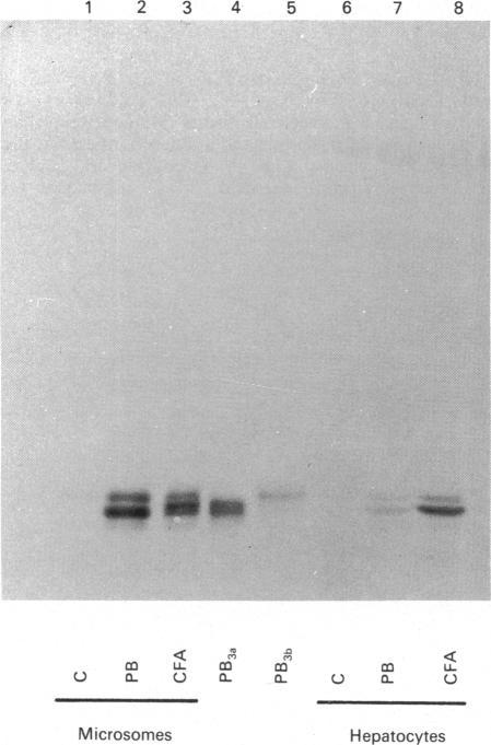 https://cdn.ncbi.nlm.nih.gov/pmc/blobs/418b/1133241/6494bc0e86c7/biochemj00201-0155-a.jpg