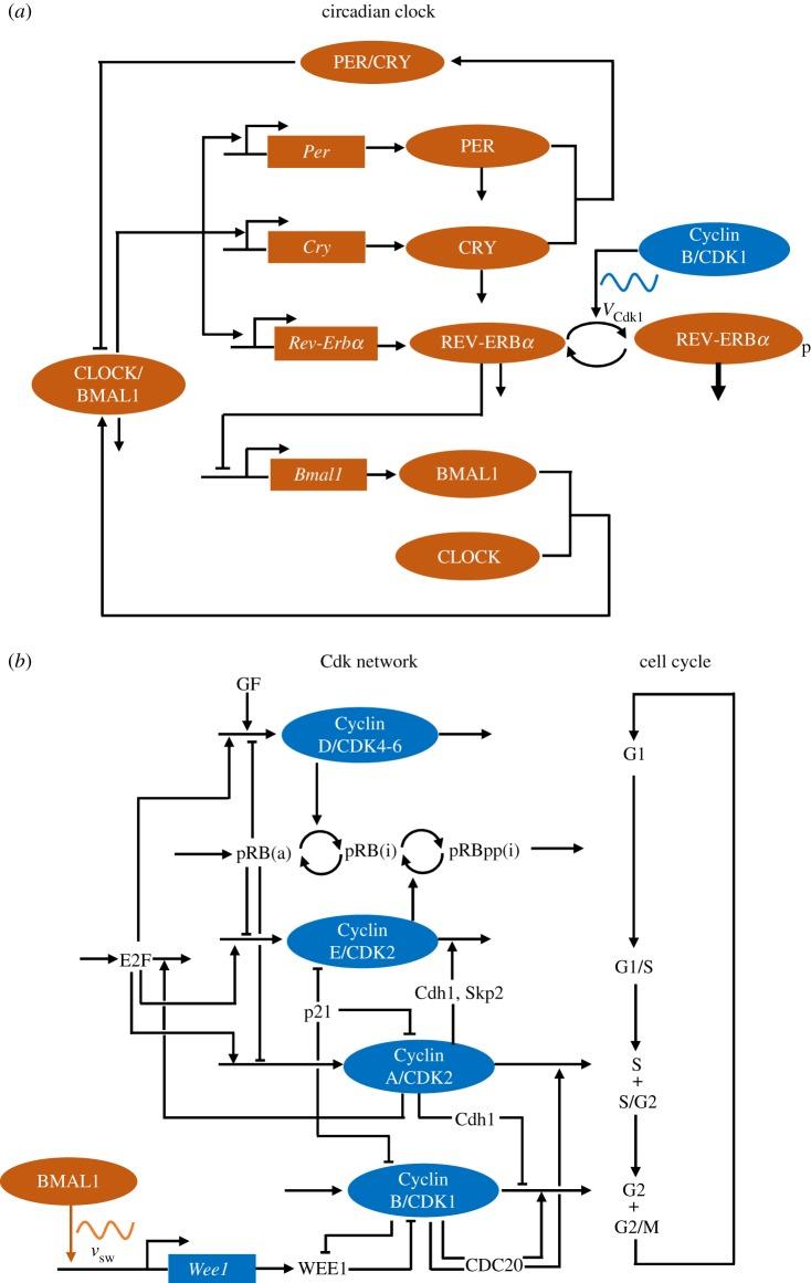 https://cdn.ncbi.nlm.nih.gov/pmc/blobs/418b/6769306/2ba132cf65b2/rsif20190376-g1.jpg