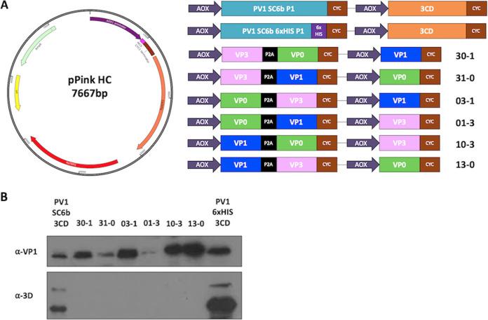 https://cdn.ncbi.nlm.nih.gov/pmc/blobs/418e/9927490/3dc43adfaecd/spectrum.04300-22-f001.jpg