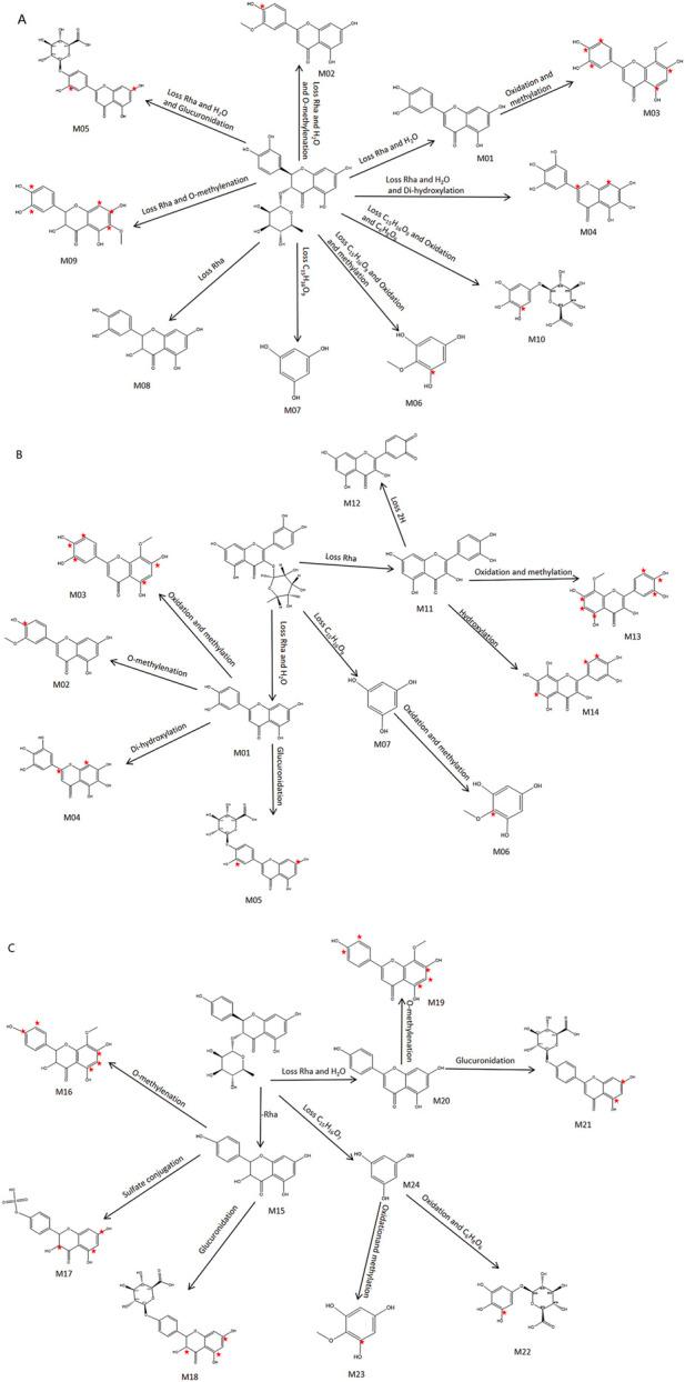 https://cdn.ncbi.nlm.nih.gov/pmc/blobs/4192/12055767/740a382c1d0d/fphar-16-1519054-g008.jpg
