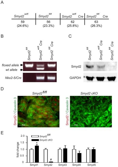 https://cdn.ncbi.nlm.nih.gov/pmc/blobs/4192/2840034/3f79cd53008e/pone.0009748.g004.jpg