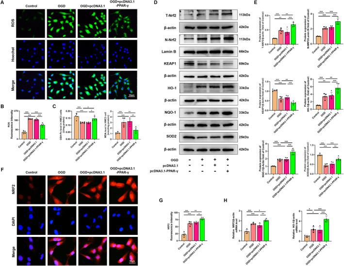 https://cdn.ncbi.nlm.nih.gov/pmc/blobs/4193/11534457/4de0916fca1f/CNS-30-e70081-g004.jpg