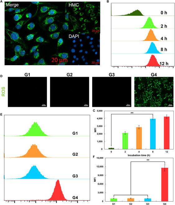 https://cdn.ncbi.nlm.nih.gov/pmc/blobs/4193/12062583/ac60f216262d/cbsystems.0247.fig.004.jpg