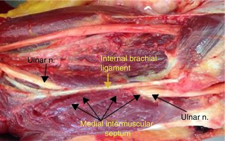 https://cdn.ncbi.nlm.nih.gov/pmc/blobs/4193/5497011/1751bfcd1d40/gr9.jpg