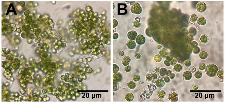 https://cdn.ncbi.nlm.nih.gov/pmc/blobs/4197/11356860/b95bdd99bc6b/molecules-29-03750-g002.jpg