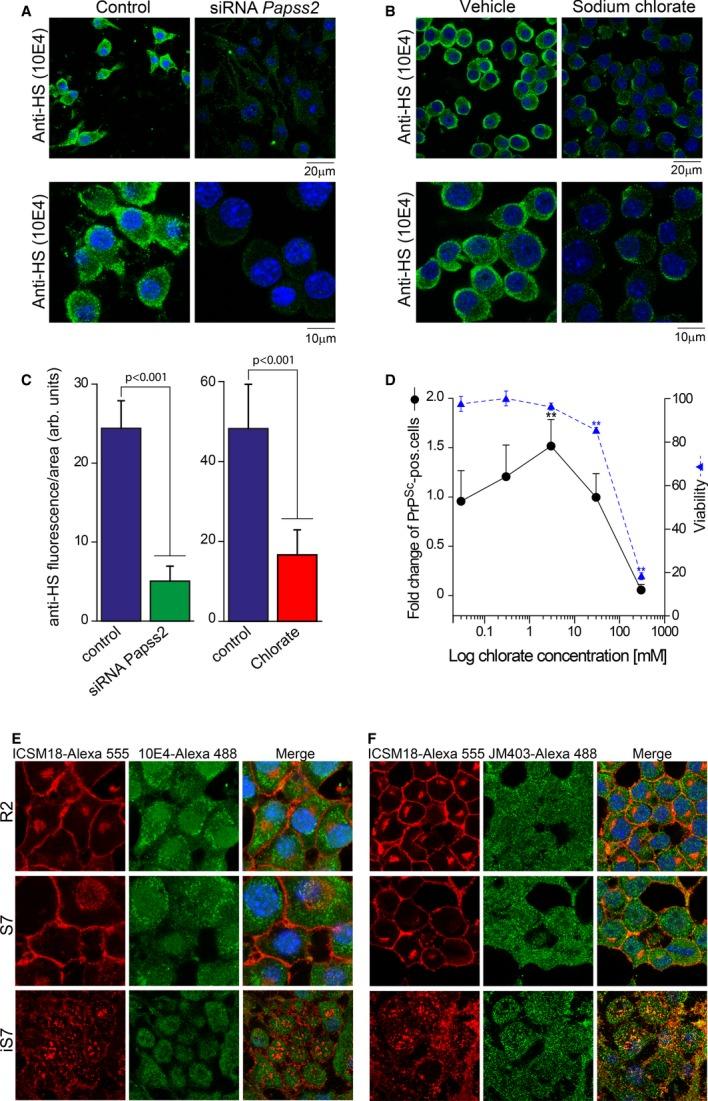 https://cdn.ncbi.nlm.nih.gov/pmc/blobs/4198/4198050/556f6719b3e7/embj0033-1527-f8.jpg