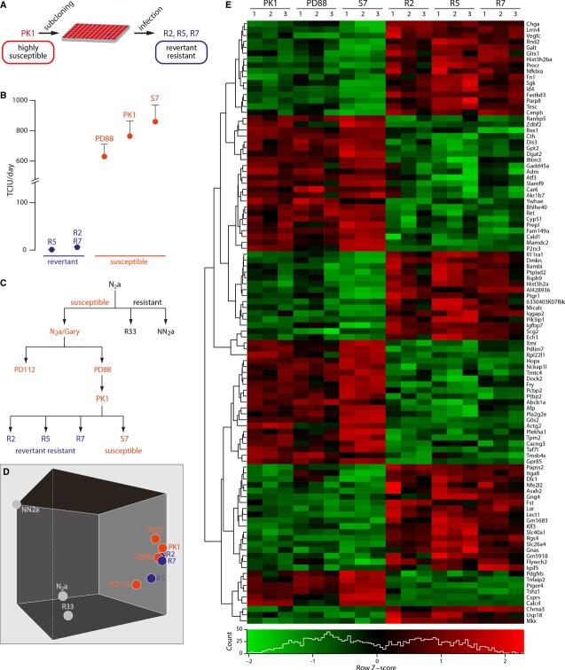 https://cdn.ncbi.nlm.nih.gov/pmc/blobs/4198/4198050/b2fe98b8093c/embj0033-1527-f1.jpg