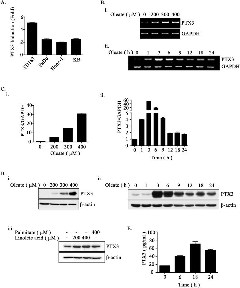 https://cdn.ncbi.nlm.nih.gov/pmc/blobs/4198/5522334/31c8f5502d4a/oncotarget-08-41364-g001.jpg