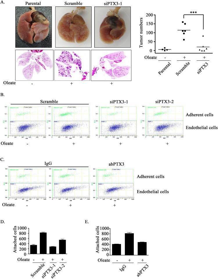 https://cdn.ncbi.nlm.nih.gov/pmc/blobs/4198/5522334/c6839adf782b/oncotarget-08-41364-g004.jpg