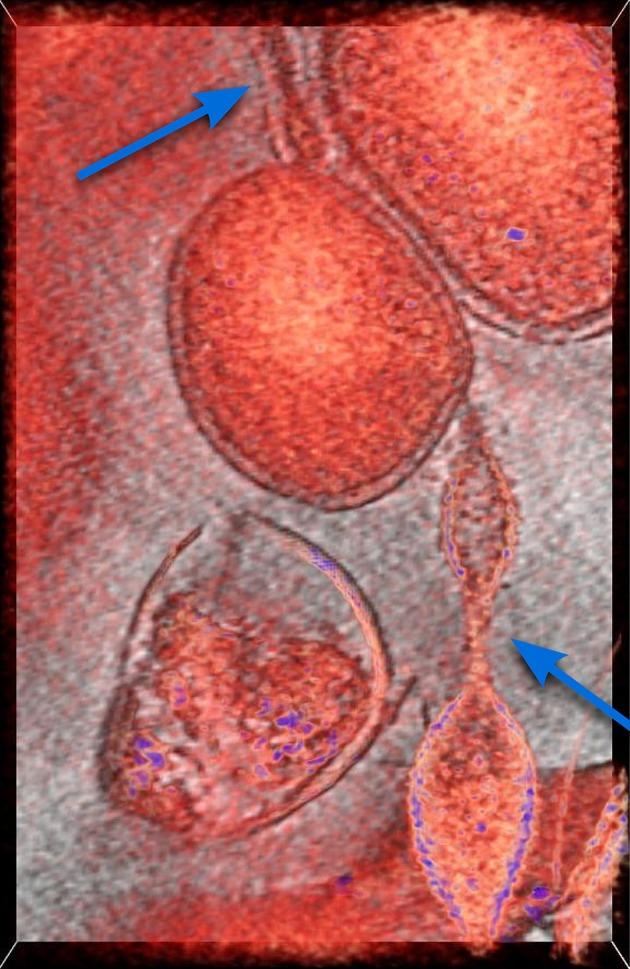 https://cdn.ncbi.nlm.nih.gov/pmc/blobs/419b/4137228/633ea5d8ace8/fmicb-05-00407-g0001.jpg