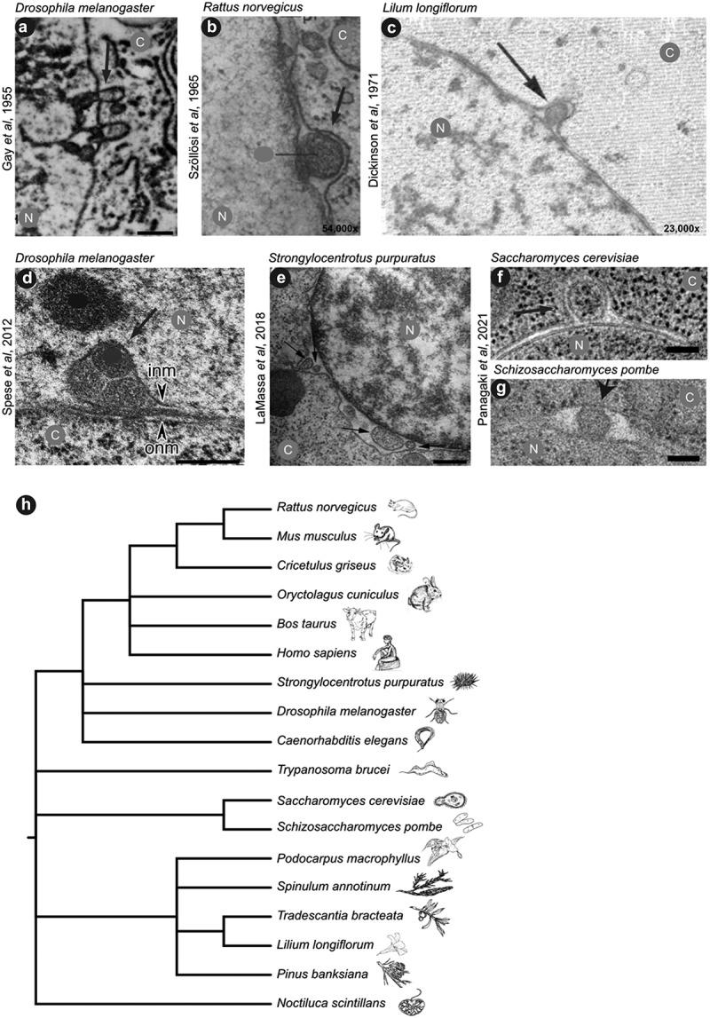 https://cdn.ncbi.nlm.nih.gov/pmc/blobs/419f/9980700/cd7b8a7a3752/KNCL_A_2178184_F0001_B.jpg