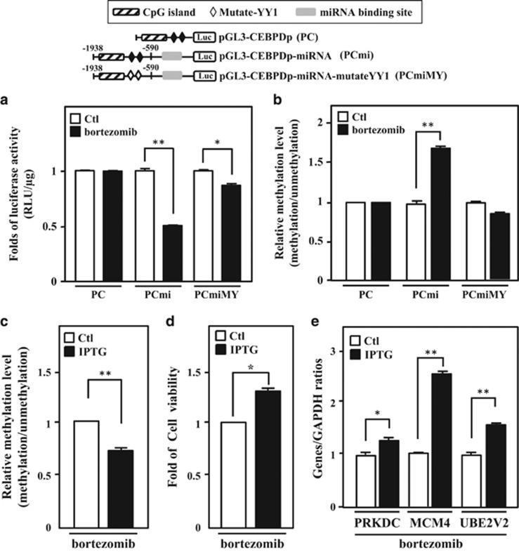 https://cdn.ncbi.nlm.nih.gov/pmc/blobs/41a5/5775404/ba5cde9d4273/cddis2017520f6.jpg