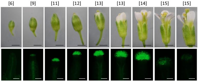 https://cdn.ncbi.nlm.nih.gov/pmc/blobs/41ab/6908432/9178af6d23e6/elife-50253-fig2-figsupp2.jpg