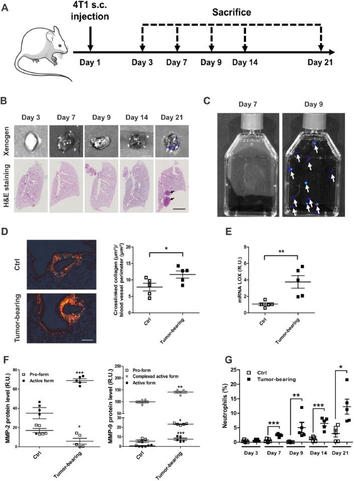 https://cdn.ncbi.nlm.nih.gov/pmc/blobs/41b4/5661667/8c87cbedc45f/10.1177_1179064417738513-fig1.jpg