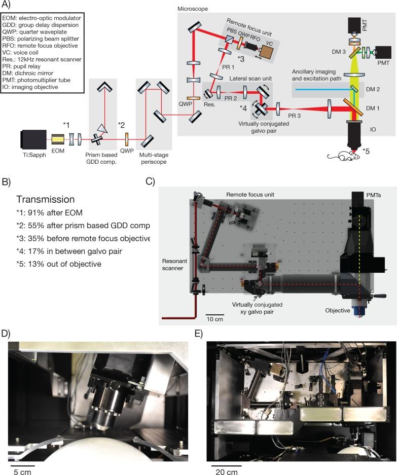 https://cdn.ncbi.nlm.nih.gov/pmc/blobs/41b6/4951199/18c2671e8146/elife-14472-fig2.jpg