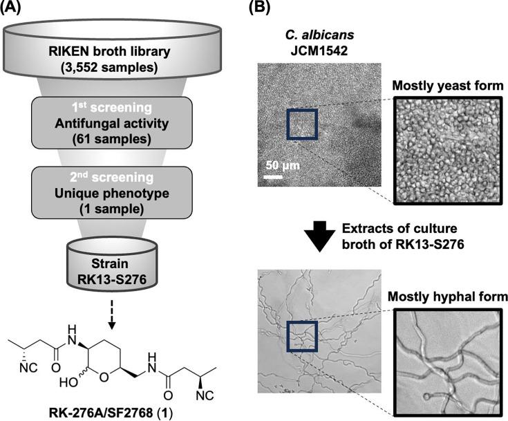 https://cdn.ncbi.nlm.nih.gov/pmc/blobs/41b7/12057359/ee8f3ca2fc1f/aac.00033-25.f001.jpg