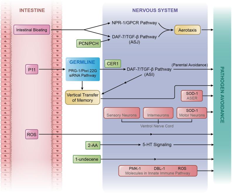 https://cdn.ncbi.nlm.nih.gov/pmc/blobs/41bb/11094273/31561003046f/fimmu-15-1353747-g001.jpg
