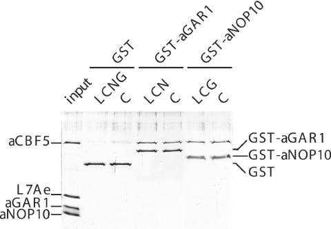 https://cdn.ncbi.nlm.nih.gov/pmc/blobs/41bc/1142404/082823df8a73/gki630f3.jpg
