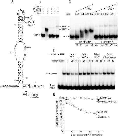 https://cdn.ncbi.nlm.nih.gov/pmc/blobs/41bc/1142404/a20e84bbb7d5/gki630f1.jpg