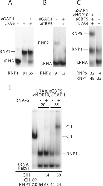 https://cdn.ncbi.nlm.nih.gov/pmc/blobs/41bc/1142404/fdd5717ae93b/gki630f6.jpg
