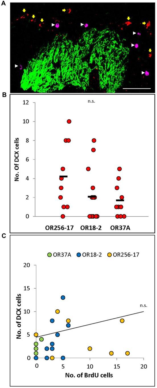 https://cdn.ncbi.nlm.nih.gov/pmc/blobs/41be/5902569/e19c6c65d118/fnana-12-00026-g0003.jpg