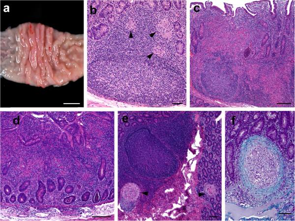 https://cdn.ncbi.nlm.nih.gov/pmc/blobs/41bf/3897920/3f756ecc7a1d/1297-9716-45-5-5.jpg