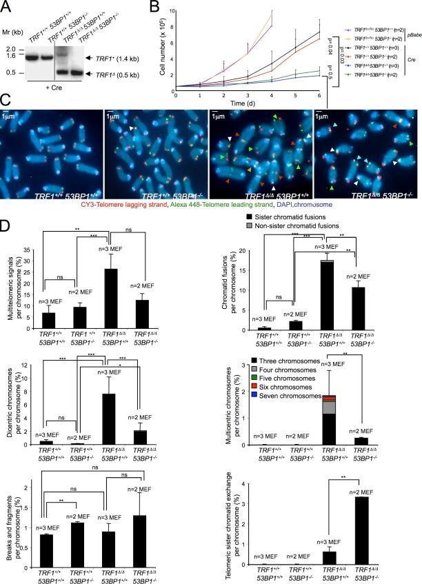 https://cdn.ncbi.nlm.nih.gov/pmc/blobs/41c0/3328378/3c082a162e57/JCB_201110124_Fig1.jpg