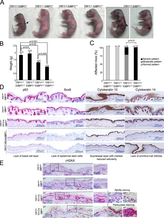 https://cdn.ncbi.nlm.nih.gov/pmc/blobs/41c0/3328378/3f2e41810a7b/JCB_201110124_Fig5.jpg