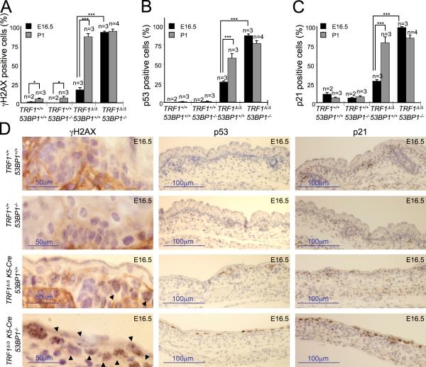 https://cdn.ncbi.nlm.nih.gov/pmc/blobs/41c0/3328378/cc82539f57cb/JCB_201110124_Fig6.jpg