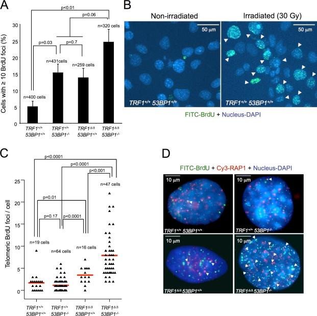 https://cdn.ncbi.nlm.nih.gov/pmc/blobs/41c0/3328378/d4d9311cb135/JCB_201110124_Fig4.jpg
