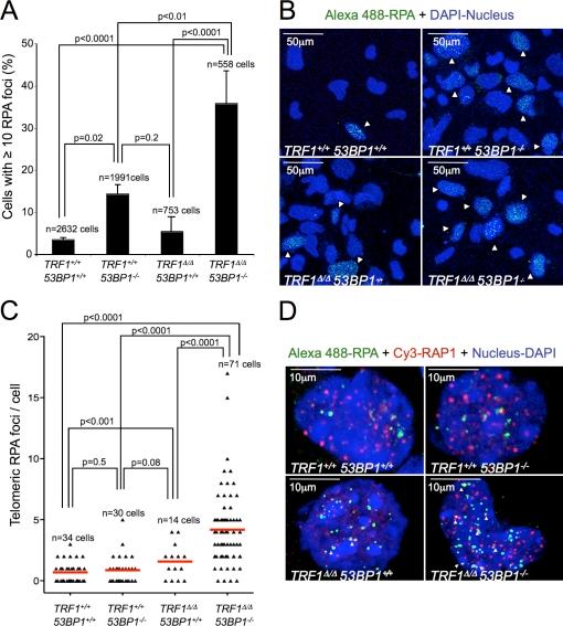 https://cdn.ncbi.nlm.nih.gov/pmc/blobs/41c0/3328378/e255b4c073a3/JCB_201110124_Fig3.jpg